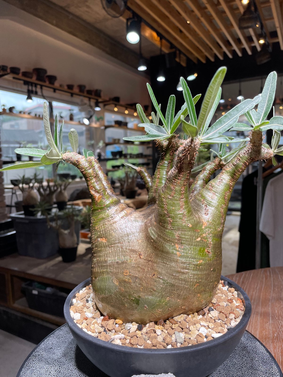 パキポディウム グラキリス Pachypodium gracilius 発根済 (gk-53