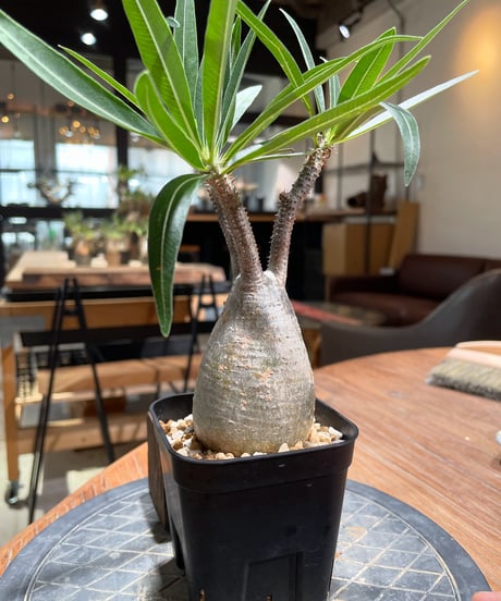 パキポディウム グラキリス　Pachypodium gracilius 　発根済　(gk-375)