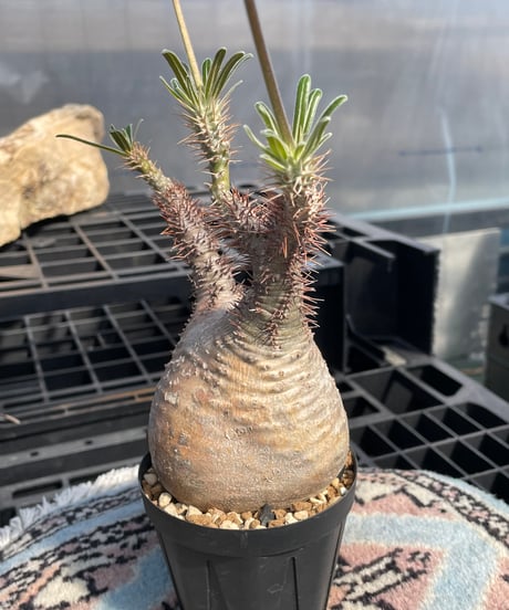 パキポディウム グラキリス　Pachypodium gracilius 　発根済　(gk-415)