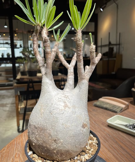 パキポディウム グラキリス　Pachypodium gracilius 　発根済　(gk-374)