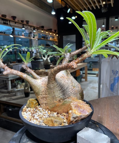 パキポディウム グラキリス　Pachypodium gracilius 　発根済　(gk-389)