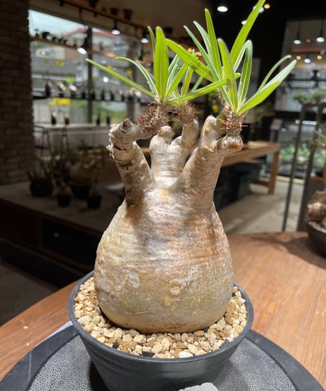 パキポディウム グラキリス　Pachypodium gracilius 　発根済　(gk-461)