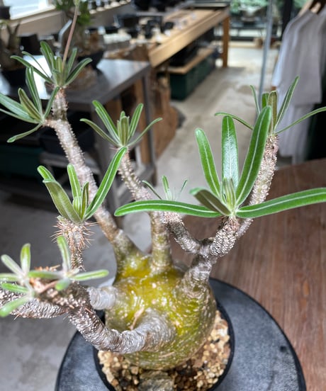 パキポディウム グラキリス　Pachypodium gracilius 　発根済　(gk-552)