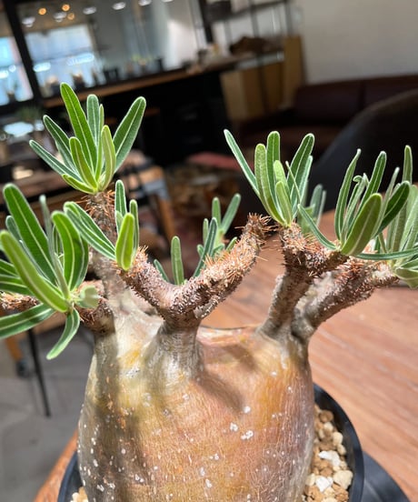 パキポディウム グラキリス　Pachypodium gracilius 　発根済　(gk-406)