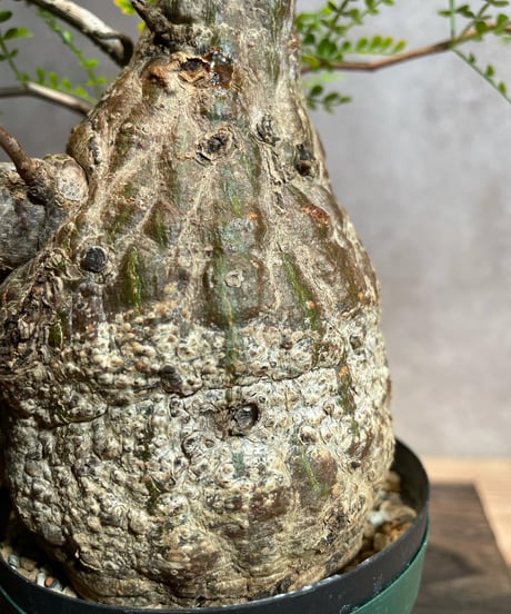 オペルクリカリア パキプス／Operculicarya pachypus　発根済　 (塊根幅8cm)　(商品番号PP-31)  (画像後半の陶器鉢は含まれません)