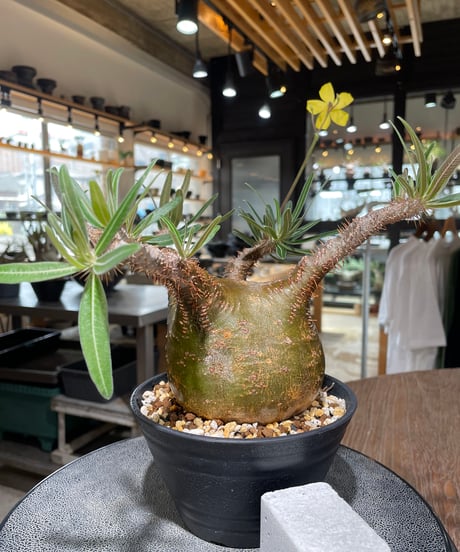 パキポディウム グラキリス　Pachypodium gracilius 　発根済　(gk-556)