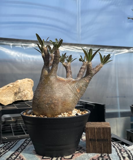 パキポディウム グラキリス　Pachypodium gracilius 　発根済　(gk-416)