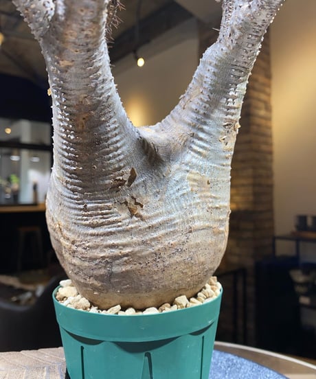 パキポディウム グラキリス　Pachypodium gracilius 　発根済　(商品番号gk-153)