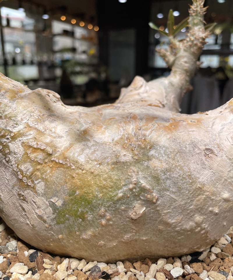 パキポディウム グラキリス Pachypodium gracilius 発根済 (gk-44
