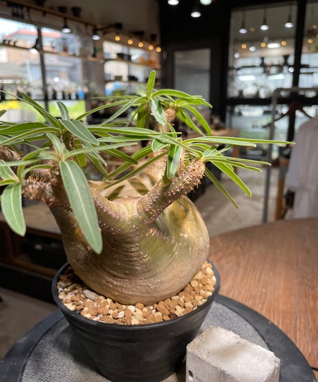 パキポディウム グラキリス　Pachypodium gracilius 　発根済　(gk-492）