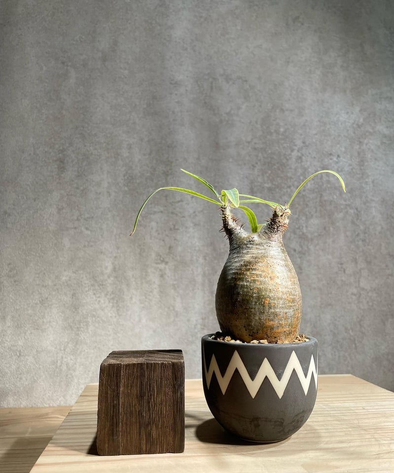 パキポディウム グラキリス Pachypodium gracilius 発根済 傷あり (