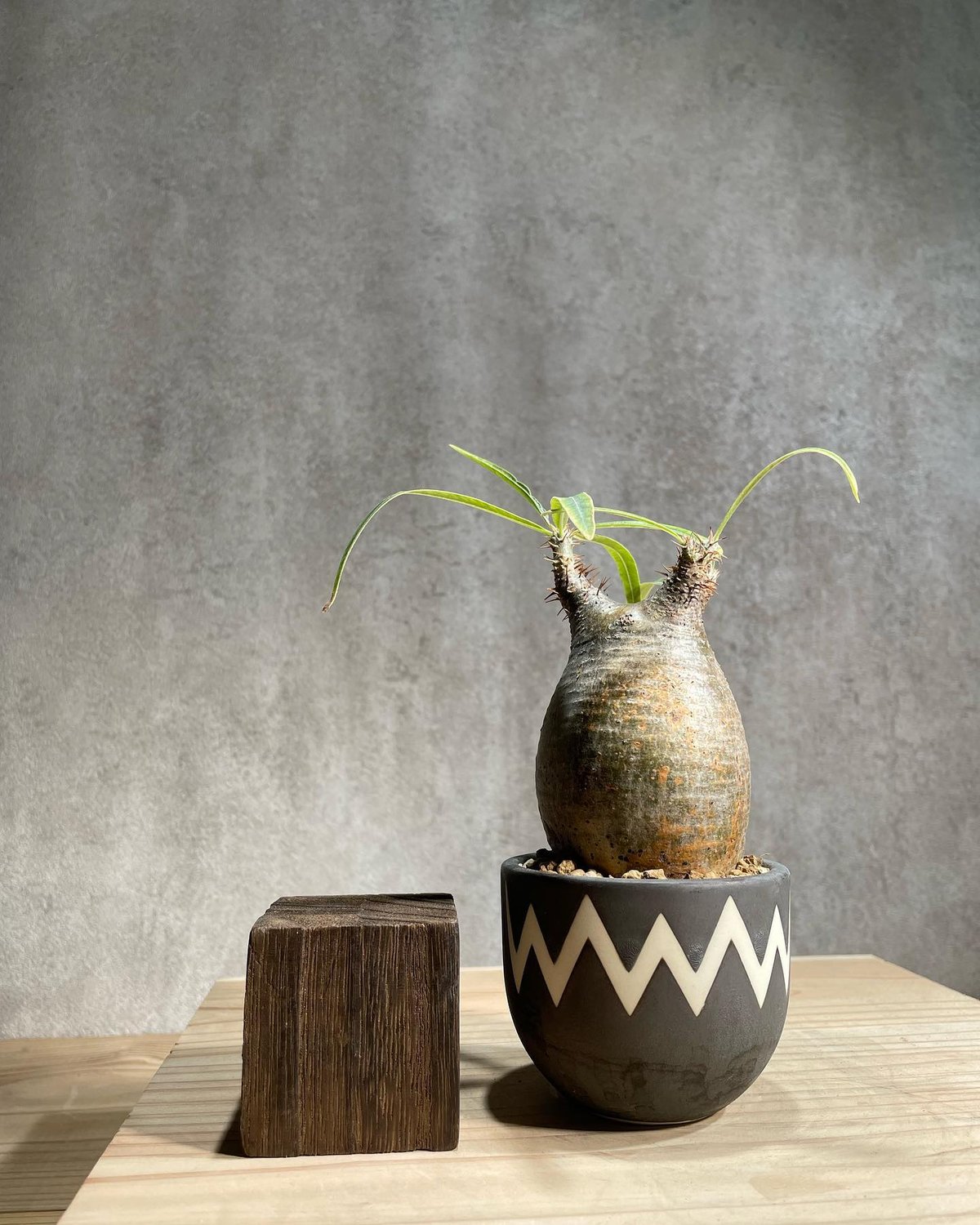 パキポディウム グラキリス Pachypodium gracilius 発根済 傷あり (