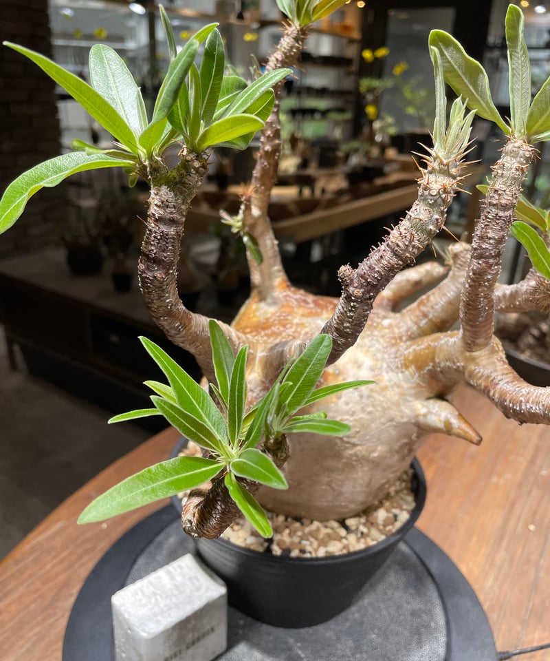 パキポディウム グラキリス Pachypodium gracilius ④ パキポディウムの種子 グラキリス Pachypodium rosulatum var