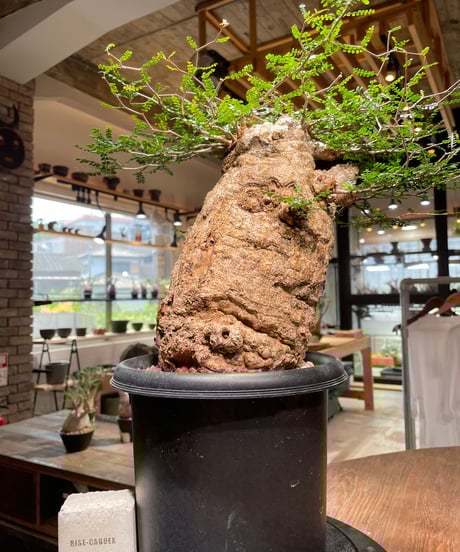 オペルクリカリア パキプス／Operculicarya pachypus　発根済　(商品番号PP-109)　(塊根幅約14㎝)