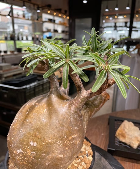 パキポディウム グラキリス　Pachypodium gracilius 　発根済　(gk-495）