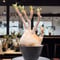 パキポディウム グラキリス Pachypodium gracilius 発根済 (gk-235)
