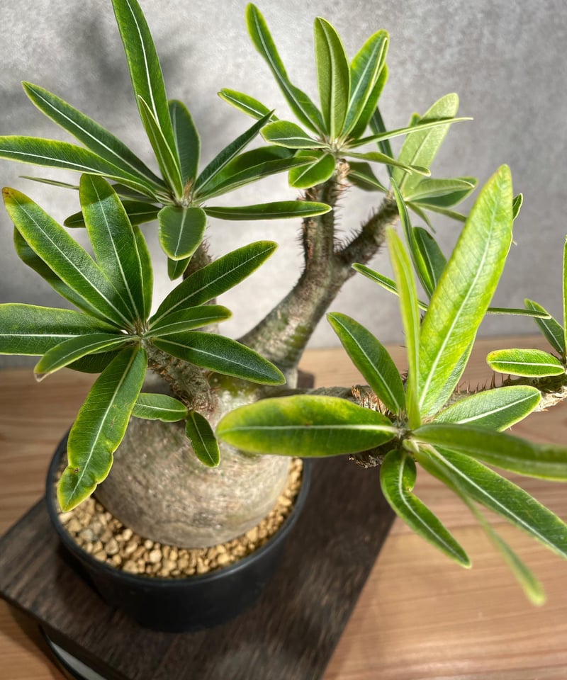 パキポディウム グラキリス Pachypodium gracilius 発根済 (商品