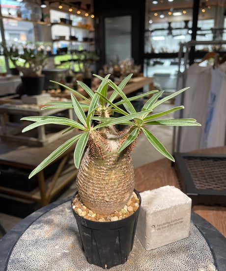 パキポディウム グラキリス　Pachypodium gracilius 　発根済　(gk-500）