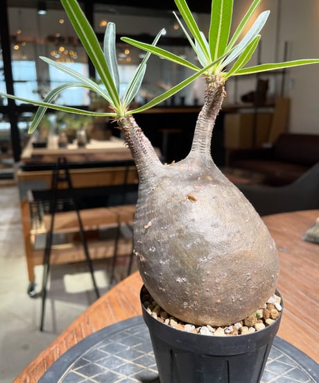 パキポディウム グラキリス　Pachypodium gracilius 　発根済　(gk-386)