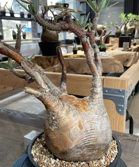 パキポディウム グラキリス　Pachypodium gracilius 　発根済　(gk-427)