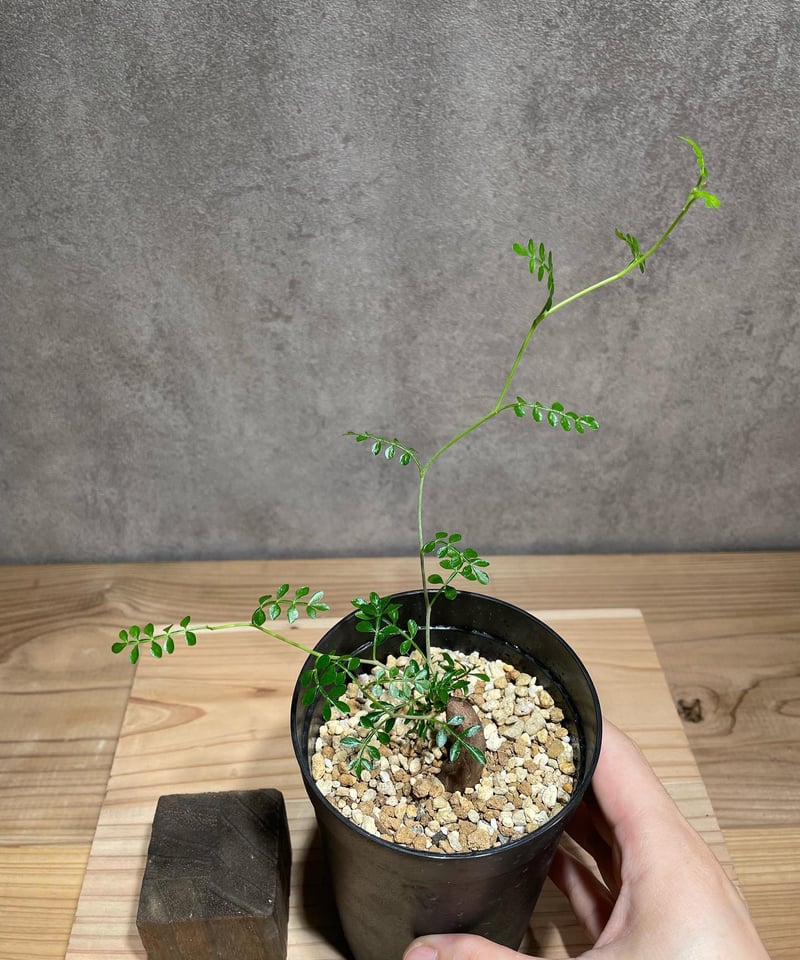 オペルクリカリア パキプス 根差し (商品番号PP-63) | RISE-CAUDEX ONL