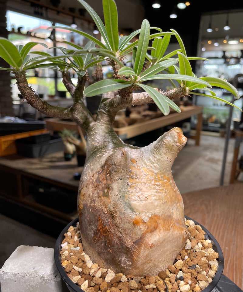 パキポディウム グラキリス Pachypodium gracilius 発根済 (gk-49