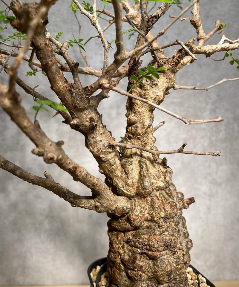 オペルクリカリア パキプス／Operculicarya pachypus 発根済 手乗りサイ