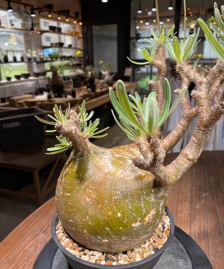 パキポディウム グラキリス　Pachypodium gracilius 　発根済　(gk-448）
