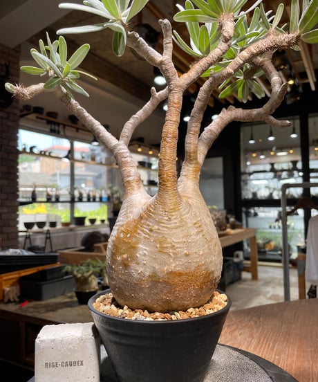 パキポディウム グラキリス　Pachypodium gracilius 　発根済　(gk-455）