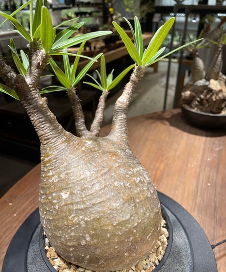 パキポディウム グラキリス　Pachypodium gracilius 　発根済　(gk-459)