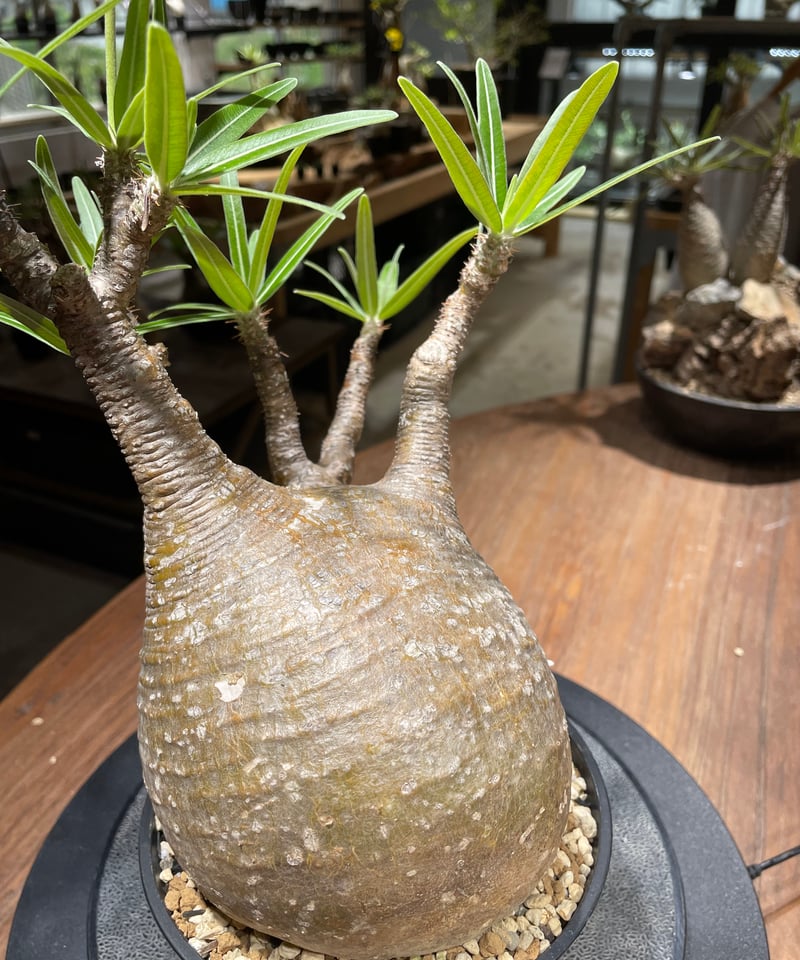 パキポディウム グラキリス Pachypodium gracilius 発根済 (gk-45