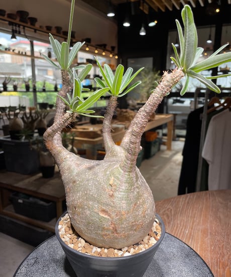 パキポディウム グラキリス　Pachypodium gracilius 　発根済　(gk-530)