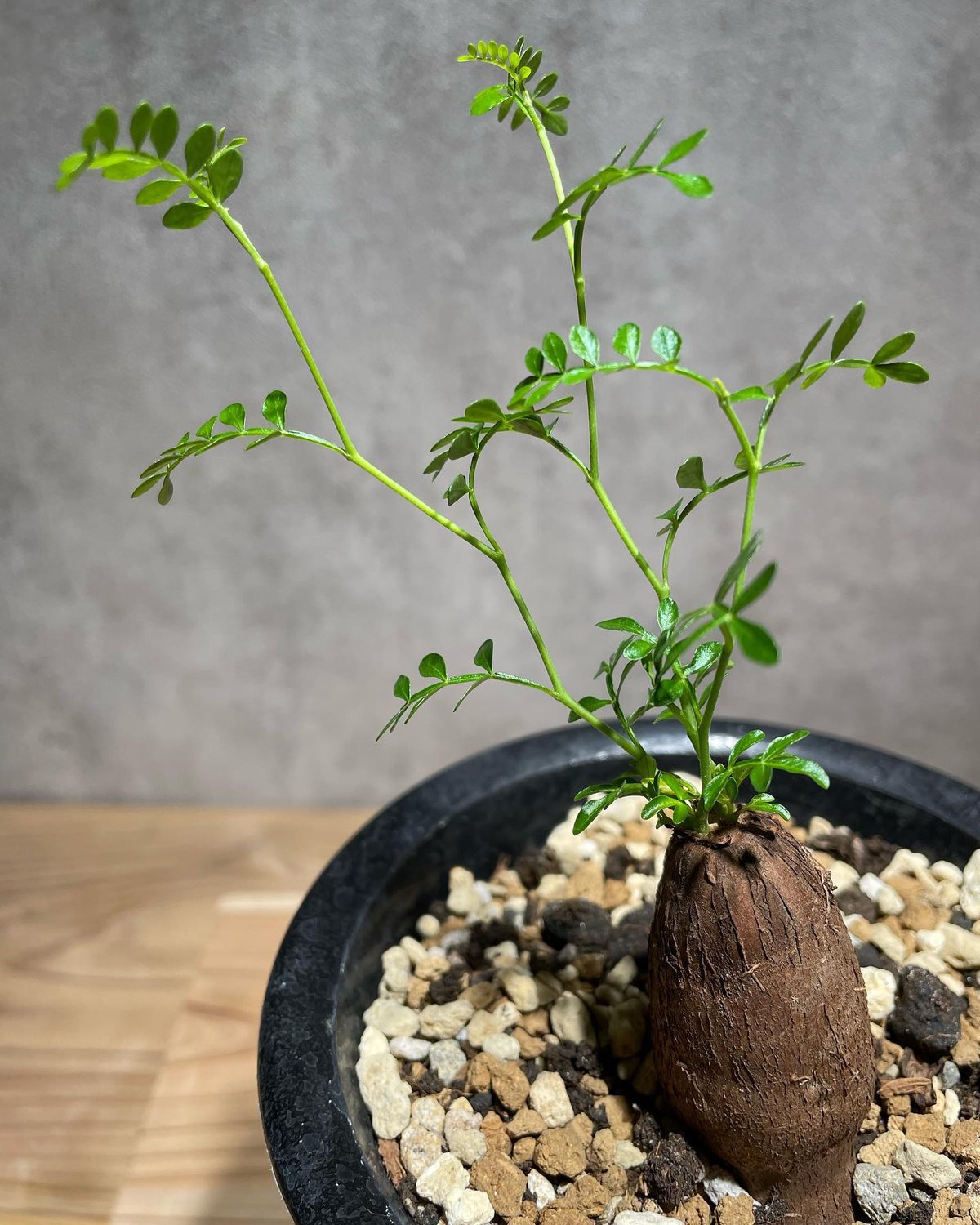 ２箇所芽吹オペルクリカリアパキプス 根差し - 植物/観葉植物