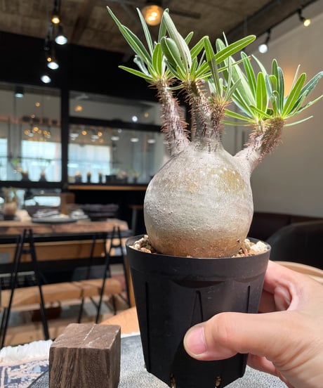 パキポディウム グラキリス　Pachypodium gracilius 　発根済　(gk-398)