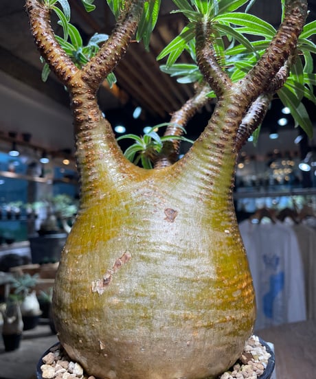パキポディウム グラキリス　Pachypodium gracilius 　発根済　(gk-518）