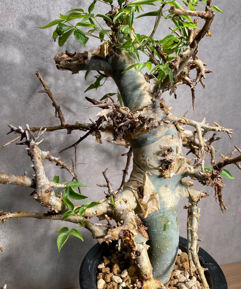 コミフォラエミニー 発根済 (商品番号en-1) | RISE-CAUDEX ONLINE