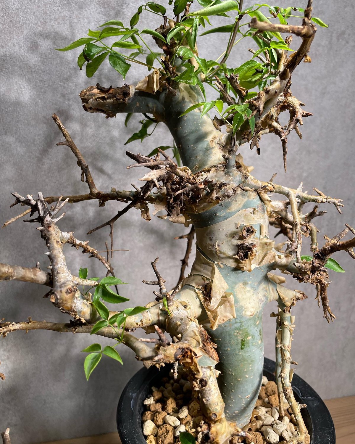 コミフォラエミニー 発根済 (商品番号en-1) | RISE-CAUDEX ONLINE
