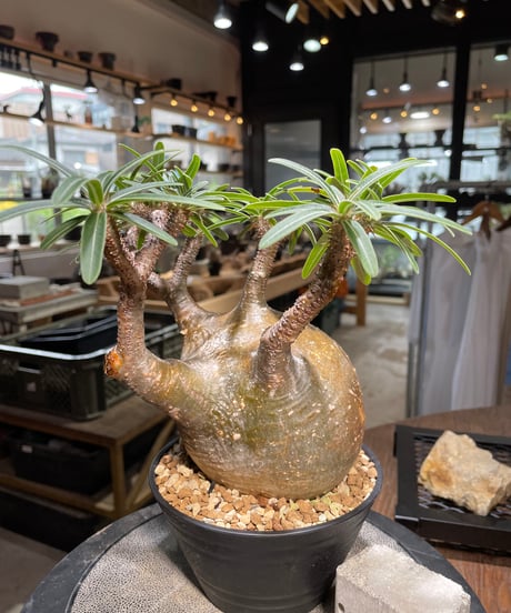 パキポディウム グラキリス　Pachypodium gracilius 　発根済　(gk-495）