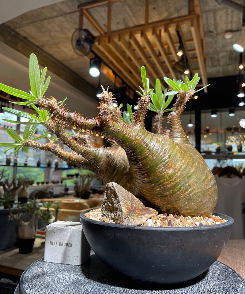 パキポディウム グラキリス Pachypodium gracilius 発根済 (gk-53