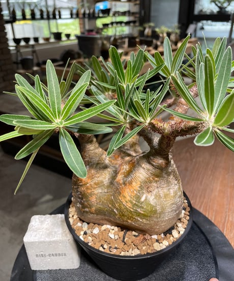 パキポディウム グラキリス　Pachypodium gracilius 　発根済　(gk-476)