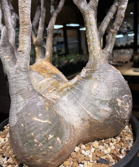 パキポディウム グラキリス　Pachypodium gracilius 　発根済　(gk-249)