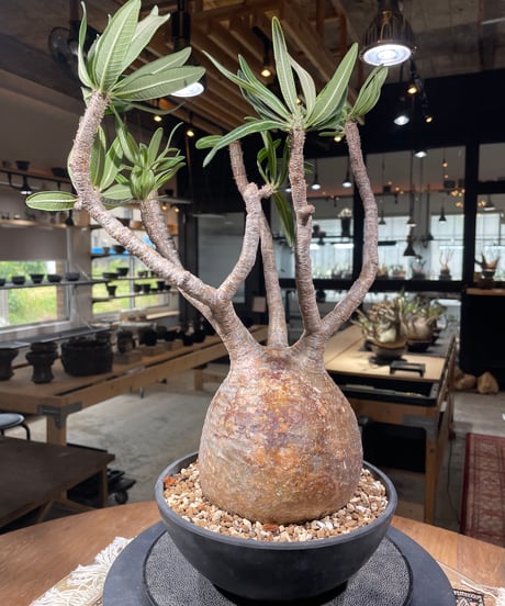 パキポディウム グラキリス　Pachypodium gracilius 　発根済　(gk-305)