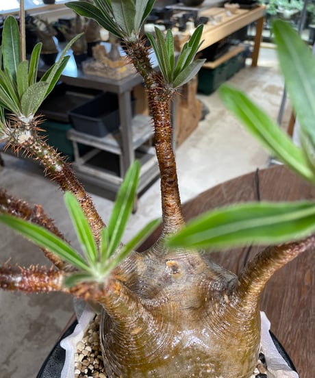 パキポディウム グラキリス　Pachypodium gracilius 　発根済　(gk-547)（鉢：RAVOR　M）