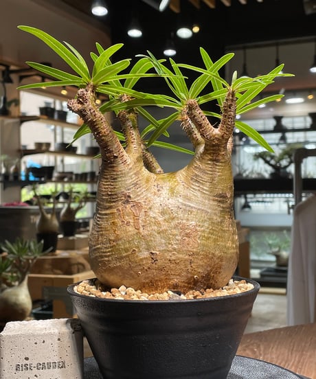 パキポディウム グラキリス　Pachypodium gracilius 　発根済　(gk-475)