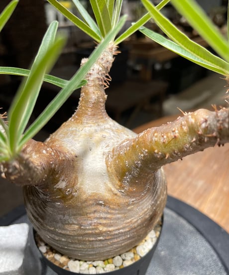 パキポディウム グラキリス　Pachypodium gracilius 　発根済　(gk-450）