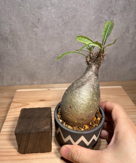 パキポディウム グラキリス　Pachypodium gracilius 　発根済　(商品番号gk-63valiem)  VALIEM 　BOWL　sizeXS　(VALIEMタグ付き)