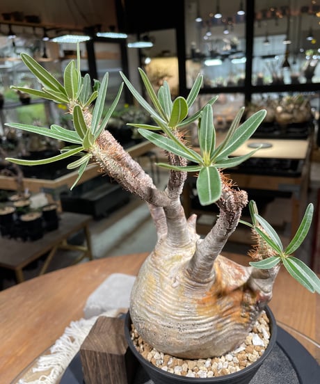 パキポディウム グラキリス　Pachypodium gracilius 　発根済　(gk-235)