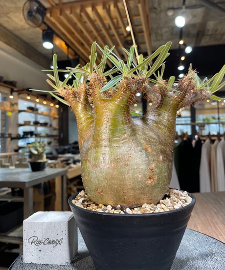 パキポディウム グラキリス　Pachypodium gracilius 　発根済　(gk-568)