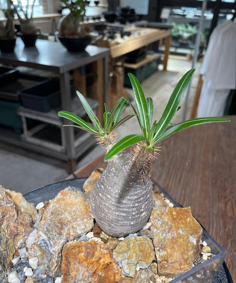 パキポディウム グラキリス　Pachypodium gracilius 　発根済　(gk-554)