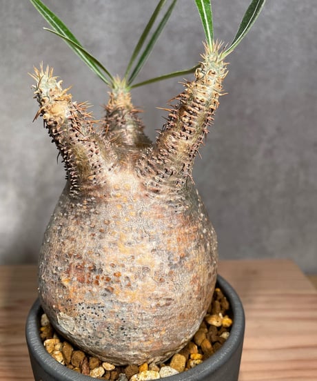 パキポディウム グラキリス　Pachypodium gracilius 　発根済　(商品番号gk-26valiem)  VALIEM 　BOWL　sizeS　(VALIEM巾着、タグ付き)